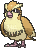 Pidgey